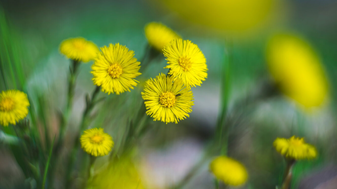 Kukkivia keltaisia leskenlehtiä