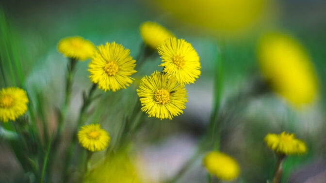Kukkivia keltaisia leskenlehtiä