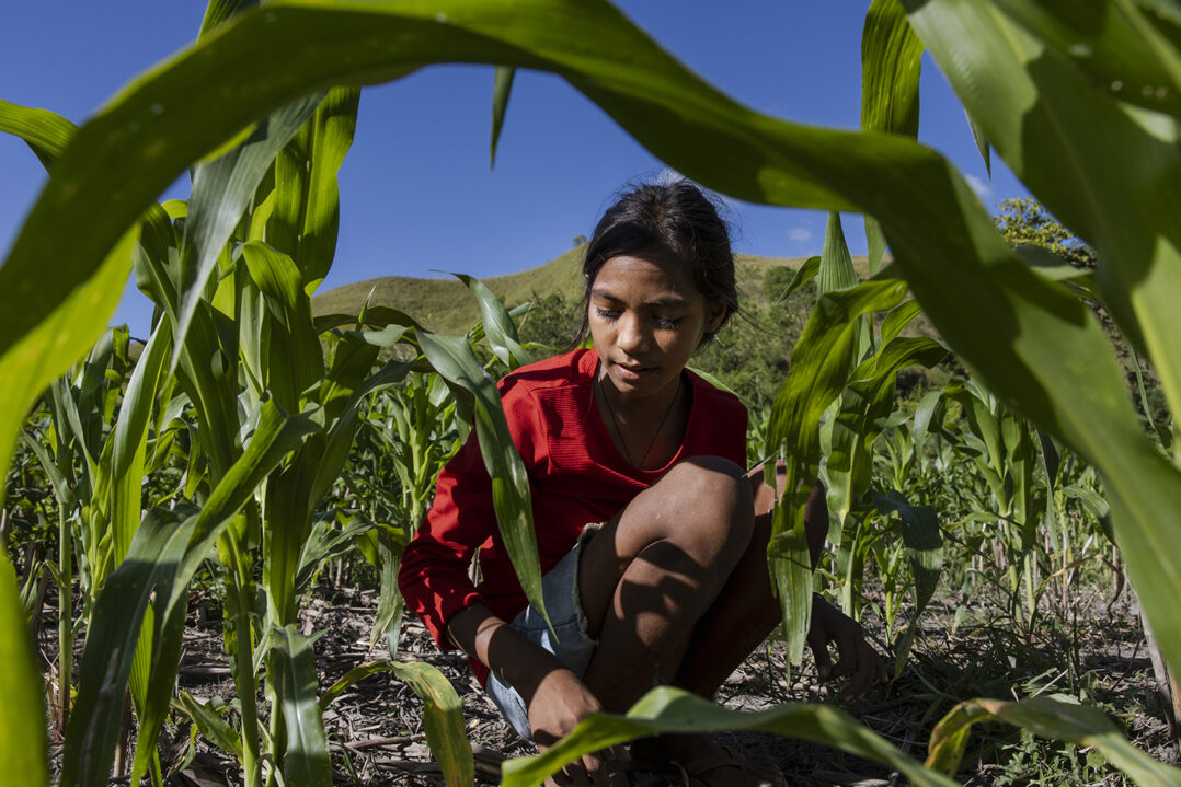 Tyttö istuu pellon keskellä, jossa kasvaa vihreitä kasveja.
