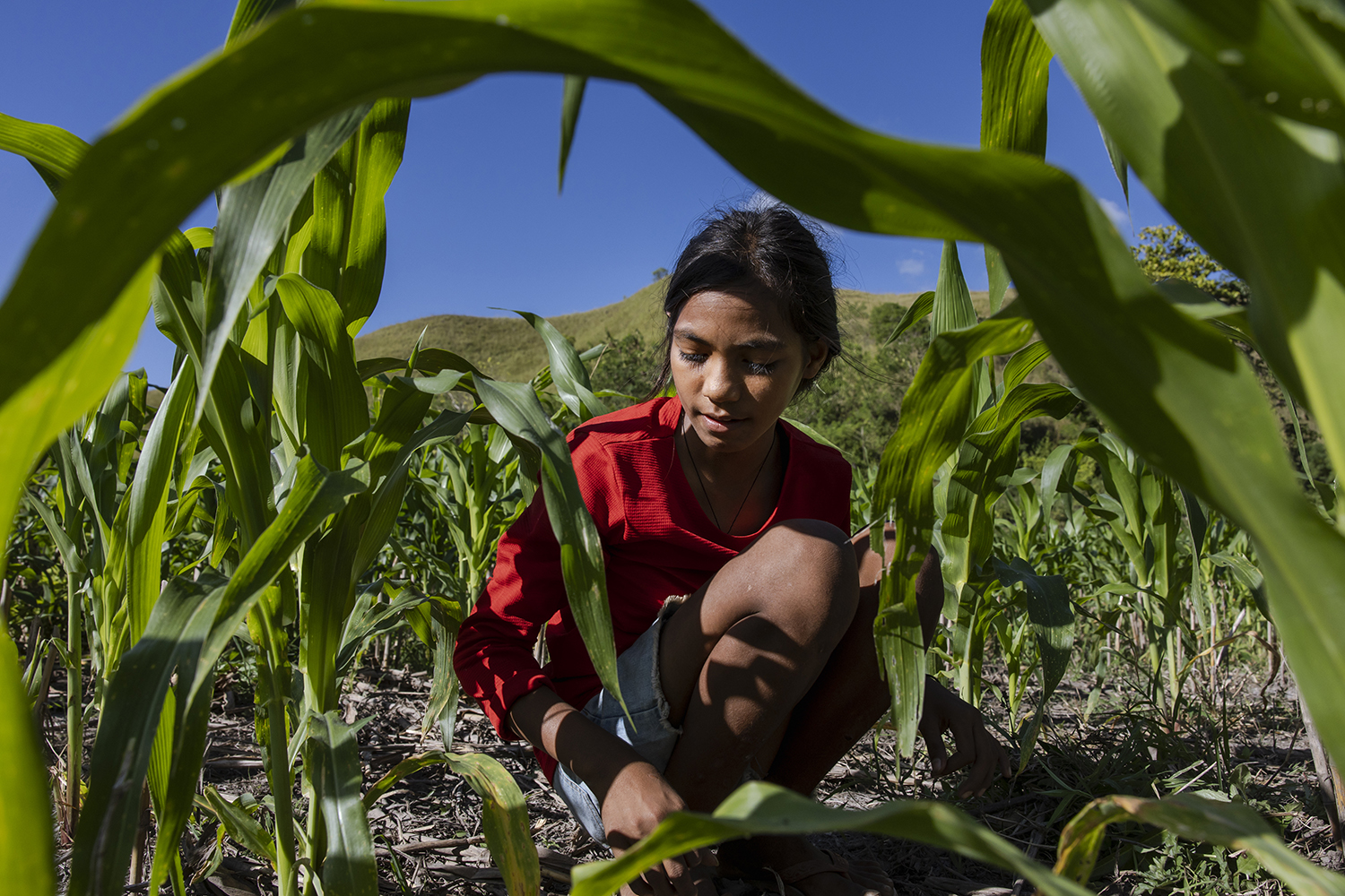 Tyttö istuu pellon keskellä, jossa kasvaa vihreitä kasveja.